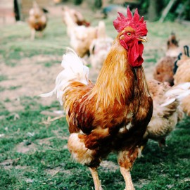 Avoir des poules dans son jardin