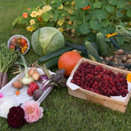 Quels légumes planter dans votre jardin en Juillet?
