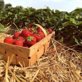Planter des fraisiers dans son jardin